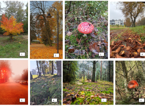 Głosujemy na najciekawsze prace o tematyce jesiennej